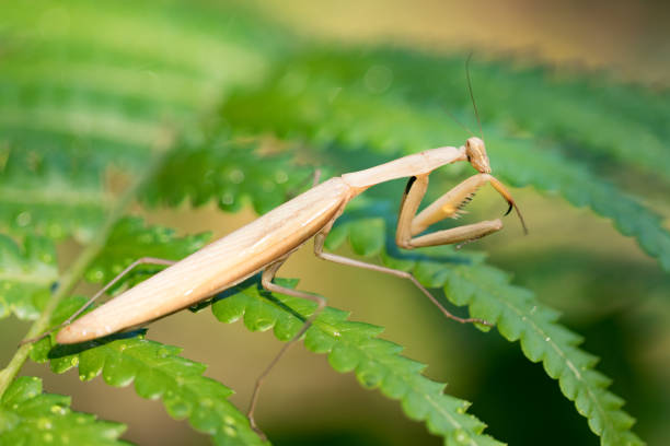 istock European Mantis or Praying Mantis, Mantis religiosa, on leaf 954220826
