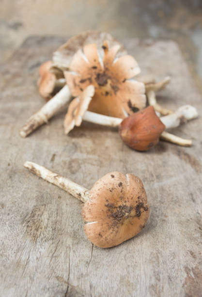 istock Close up, Termitomyces fuliginosus Heim mushroom 954221402