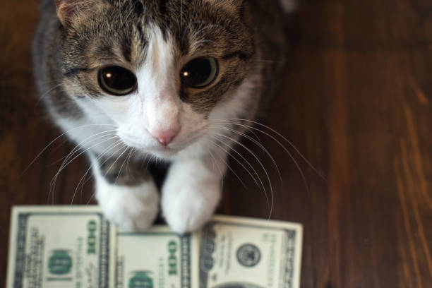 gato adorable tiene billetes de dólar con sus patas y mira a la cámara con sus ojos grandes - money cat fotografías e imágenes de stock