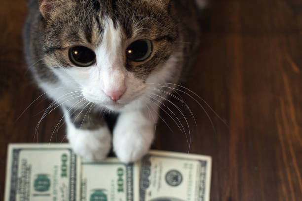 Adorable cat holds dollar banknotes with her paws and looks into the camera with her big eyes stock photo
