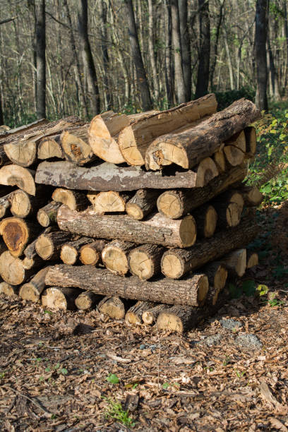 istock Fire wood tree  logs stock  trunks piled up 954222544