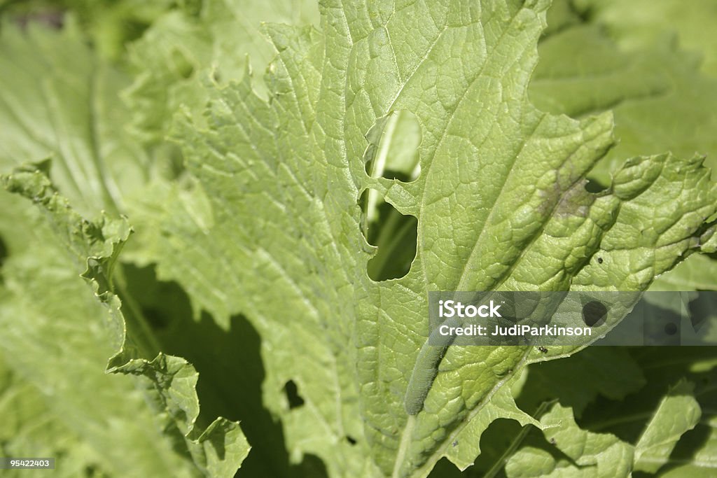 Orificio comer en la hoja de lechuga y Caterpillar - Foto de stock de Consumido libre de derechos