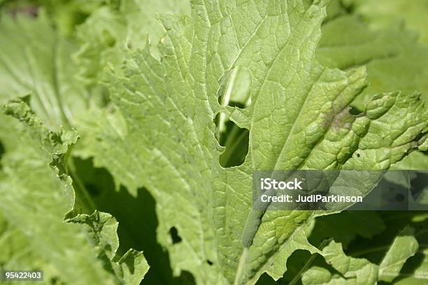 Photo libre de droit de Trou Dans La Feuille De Laitue Et Mangé Chenille banque d'images et plus d'images libres de droit de Aliment entamé - Aliment entamé, Feuille, Salade