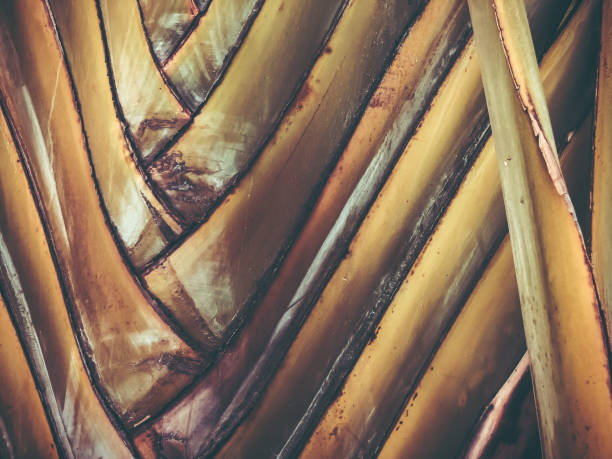 istock Close up of a tropical palm tree. Abstract palm texture for nature background. 954225556
