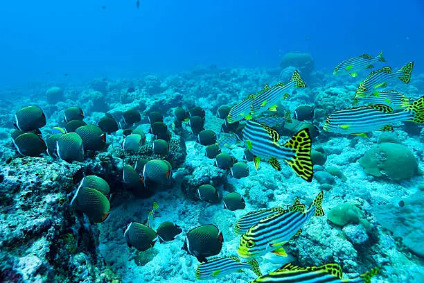 Photo of Redtail Butterflyfish and Oriental Sweetlips Schools, South Male Atoll, Maldives