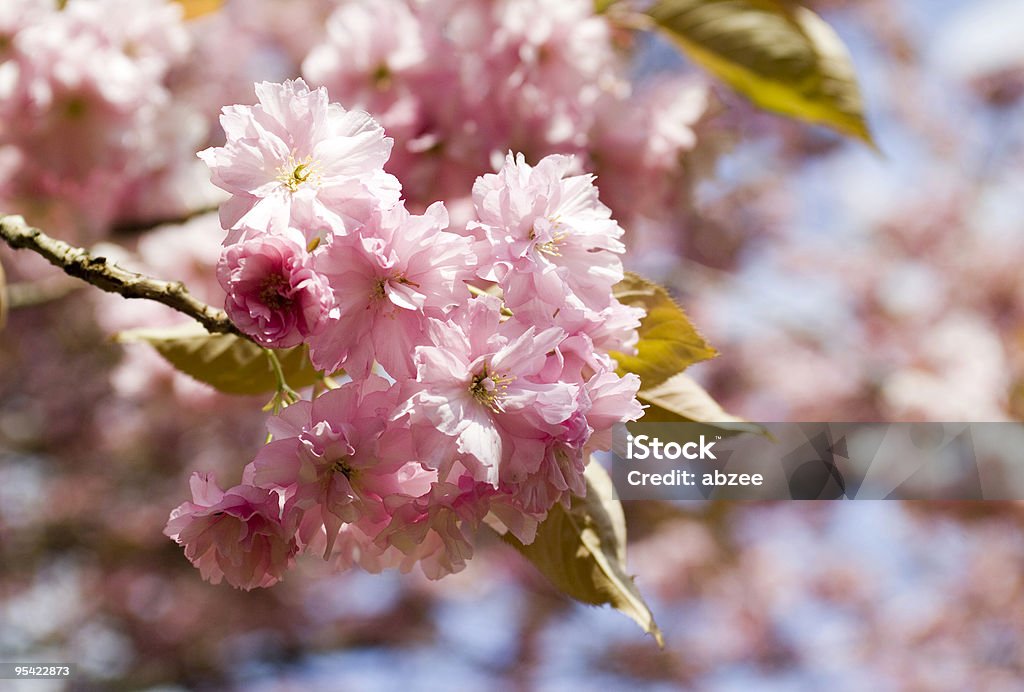 Cheery fiori di ciliegio - Foto stock royalty-free di Albero