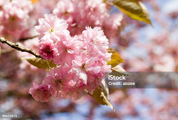 Cheery Fiori Di Ciliegio - Fotografie stock e altre immagini di Albero - Albero, Bellezza, Bellezza naturale