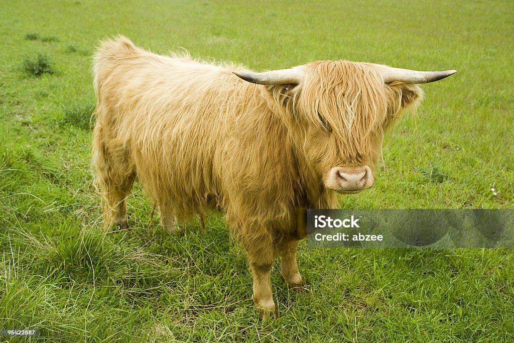 Highland Kuh im Feld - Lizenzfrei Agrarbetrieb Stock-Foto