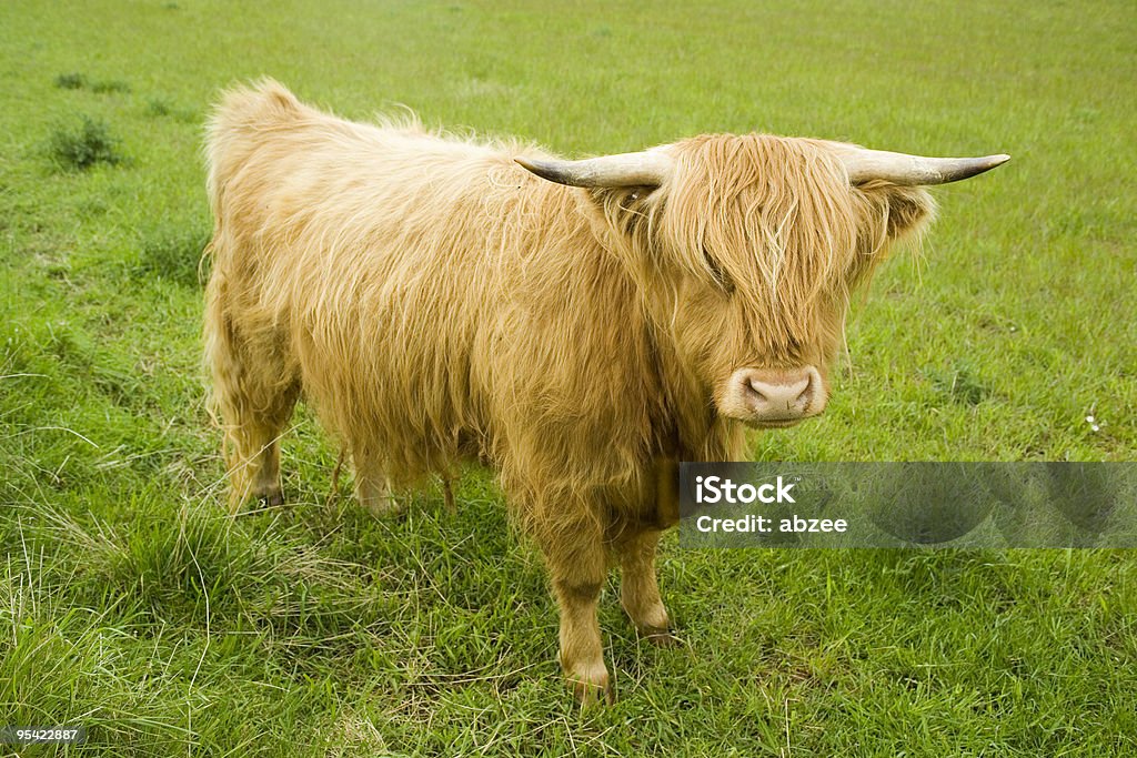 Vache des Highlands dans un champ - Photo de Agriculture libre de droits