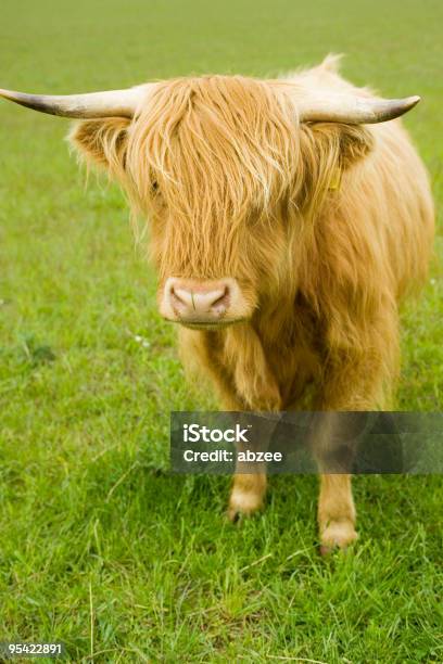 Foto de Highland Vaca Em Um Campo e mais fotos de stock de Agricultura - Agricultura, Animal, Animal de Fazenda