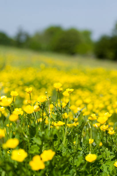 istock Buttercup meadow narrow depth of field 95423026