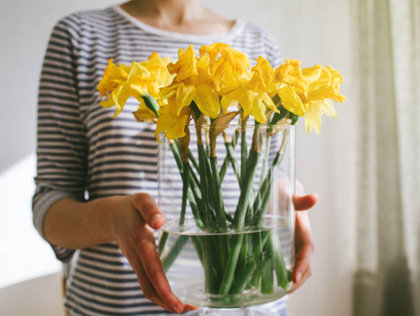 水仙と女性持株花瓶 - daffodil flower yellow vase ストックフォトと画像