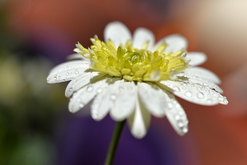 Macro of wet daisy flower at sunlight