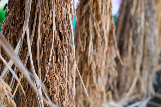 istock rice grain,rice paddy background,Close up 954232378