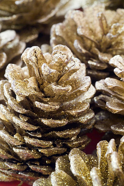istock Golden fir cones 95423374