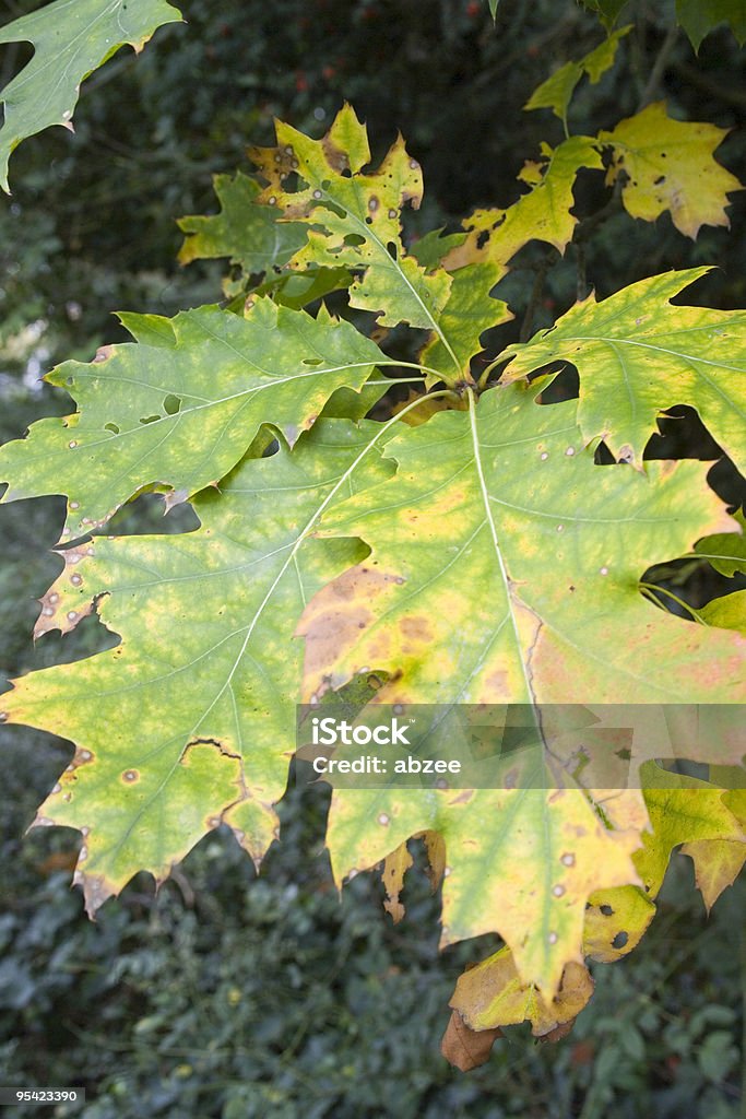 Hojas de otoño - Foto de stock de Color - Tipo de imagen libre de derechos