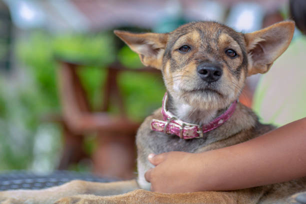 istock Puppies have a happy face. 954237140