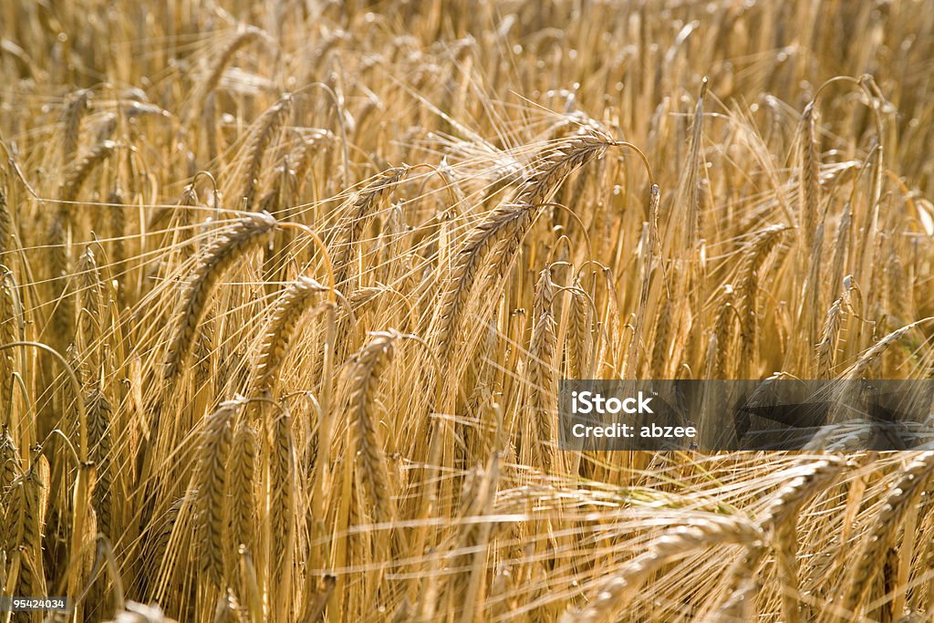 Verano, primer plano de campo de cebada - Foto de stock de Agricultura libre de derechos