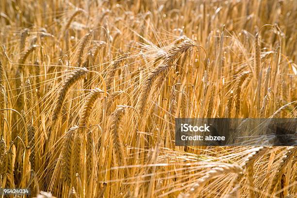 Verano Primer Plano De Campo De Cebada Foto de stock y más banco de imágenes de Agricultura - Agricultura, Aire libre, Campo - Tierra cultivada