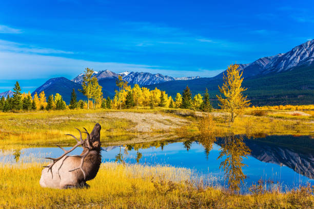 istock Canadian deer with branched horns 954240466