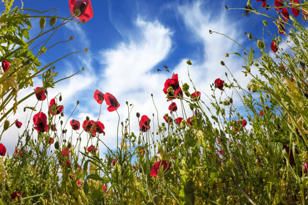 istock The blossoming wildflowers - red anemones 954240474