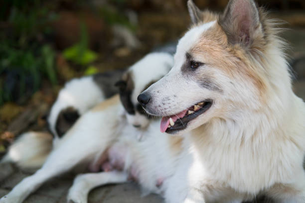 istock Thai Bangkaew puppy dog outdoors playing and sleeping 954240600