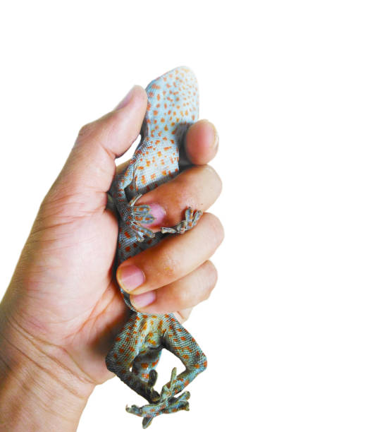 istock gecko in the hand human on white background 954242624