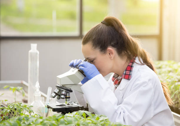 istock Woman agronomist supervising seedlings through microscope 954245058