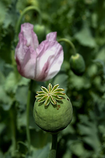 opium  opium poppy photos stock pictures, royalty-free photos & images