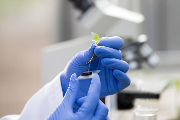 istock Agronomist holding seedling above microscope glass 954245838