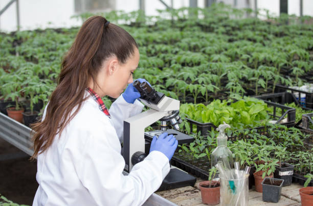 istock Agronomist woman with seedlings and microscope in greenhouse 954246100