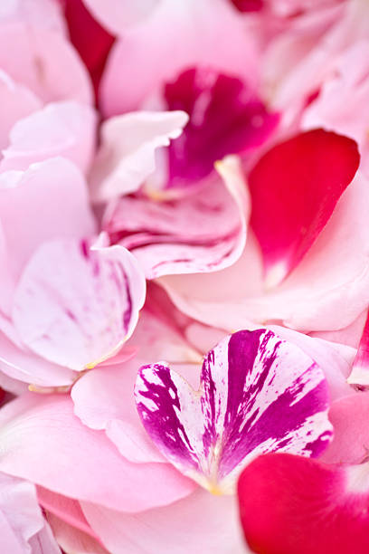 istock Red pink and white rose petal background 95424698