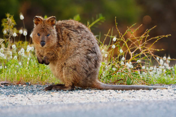 A quokka (Setonix brachyurus) standing amongst grass & grass flower heads which it's made a meal of. Native to Western Australia's Rottnest Island, the quakka is a small herbivorous marsupial. rottnest island photos stock pictures, royalty-free photos & images