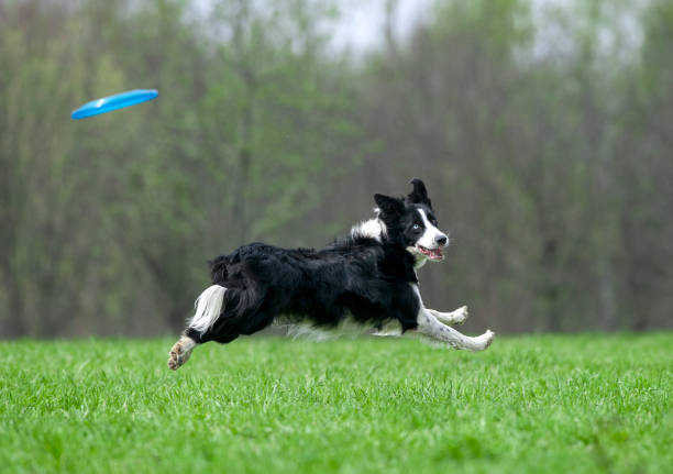 istock border collie runs fast and free in spring field 954249528