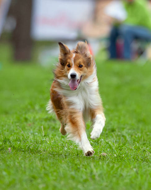 istock border collie running on a green grass 954249562