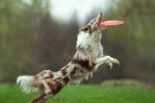istock border collie catching the disk on dog frisbee 954249580