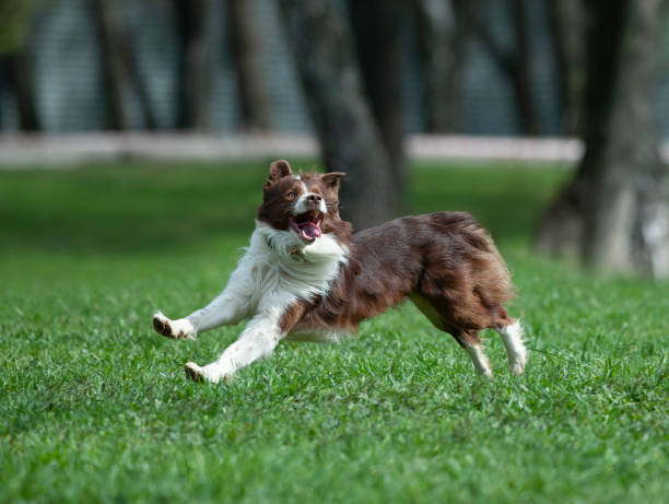 istock border collie runs free in spring field 954249606