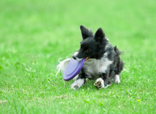 istock border collie on dog frisbee 954249628