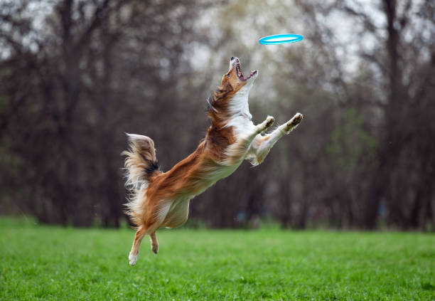 istock border collie catching the disk on dog frisbee 954249634