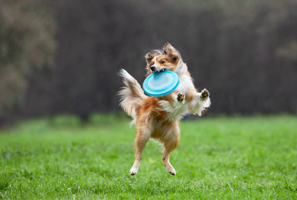 frisbee pour chien border collie sur - disque volant photos et images de collection