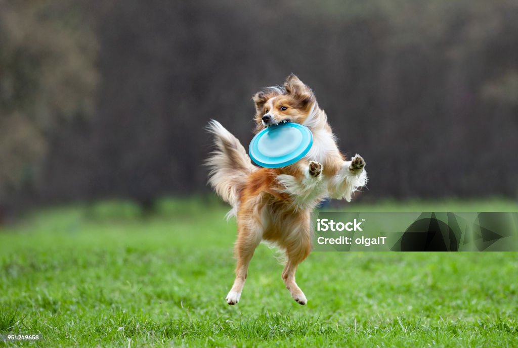 border collie on dog frisbee Plastic Disc Stock Photo