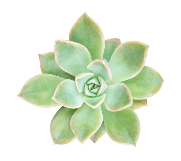 istock Cactus succulent plant top view isolated on white background, clipping path included 954250202
