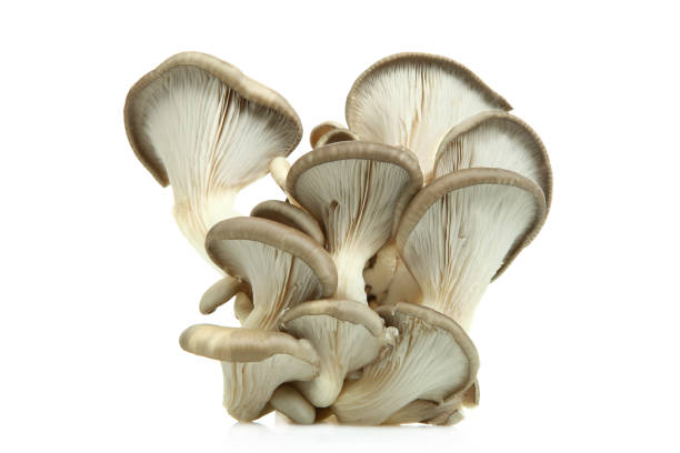 istock Fresh oyster mushrooms 954250626