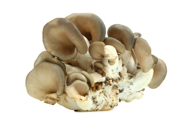 istock Fresh oyster mushrooms 954250628