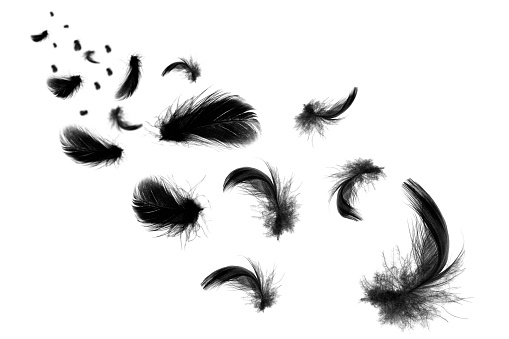 Beautiful black feathers floating in air isolated on white background