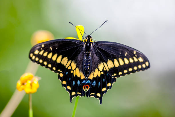 istock Eastern tiger swallowtail, Papilio glaucus 954252016