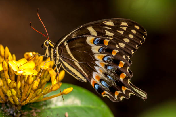 istock Eastern tiger swallowtail, Papilio glaucus 954252028