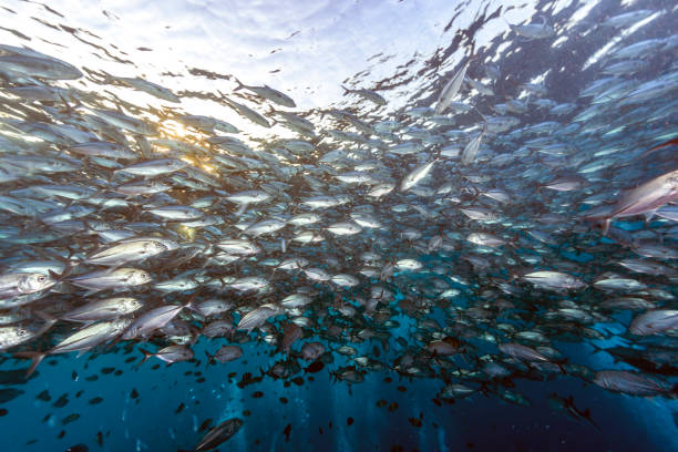 istock Coral reef off coast of Bali 954252250