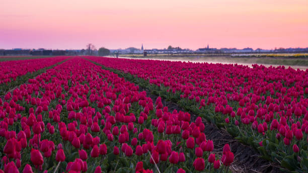 istock Tulip field at sunrise 954252482