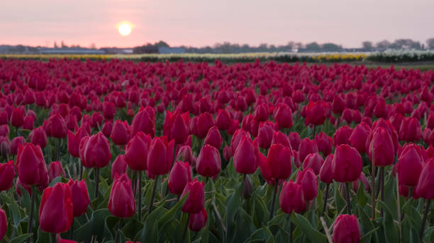 istock Tulip field at sunrise 954252682